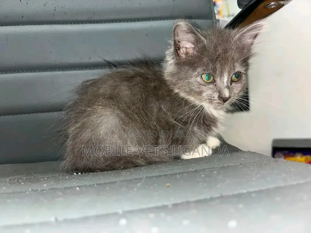 1-3 months Female Purebred Bombay