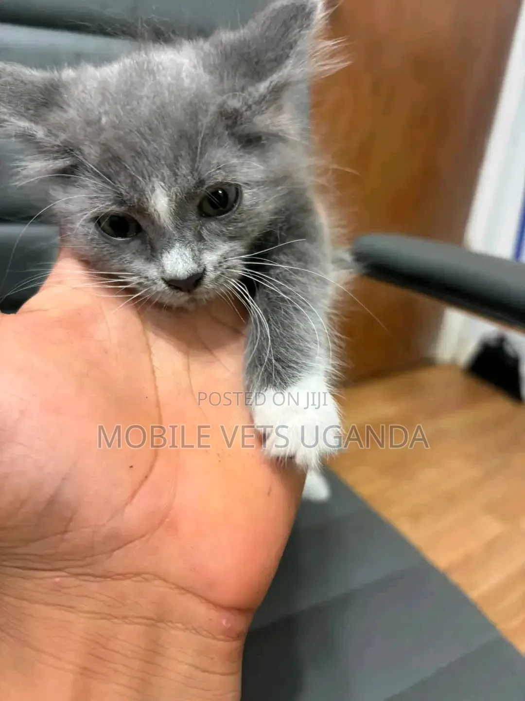 1-3 months Female Purebred American Bobtail