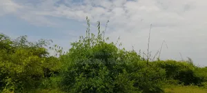 Bamboo Poles and Seedlings