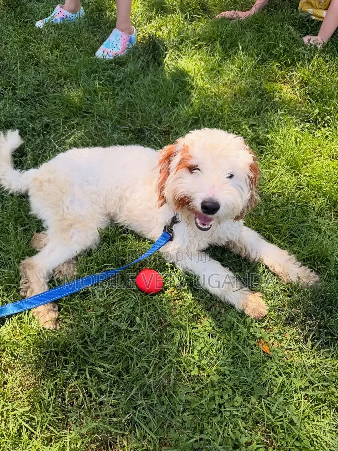 1-3 months Male Purebred Maltese