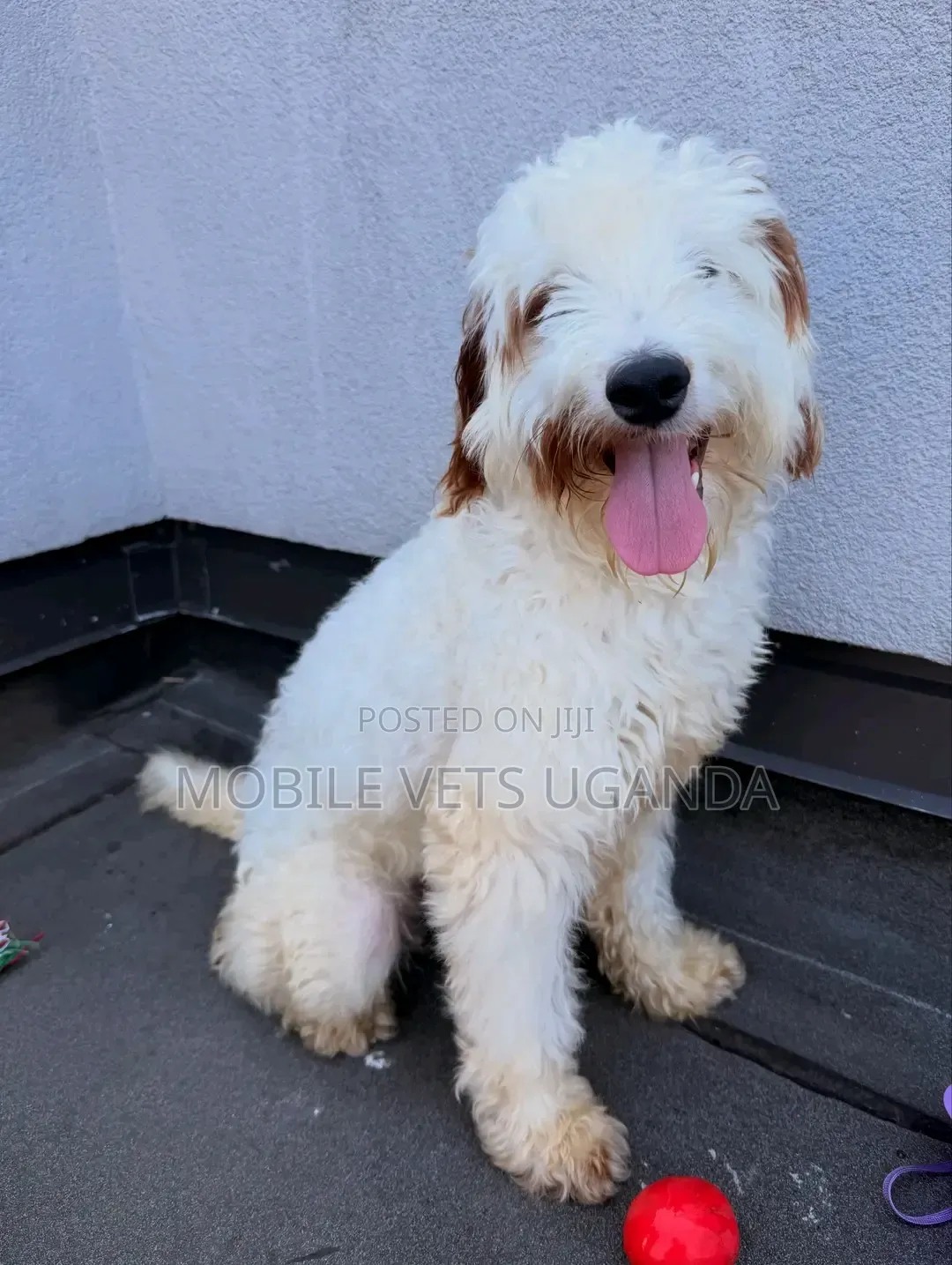 3-6 months Female Purebred Maltese