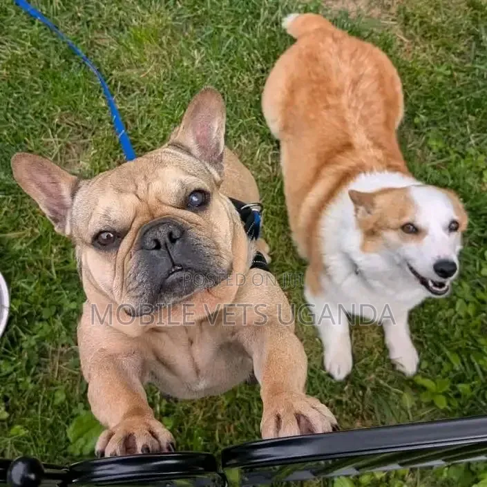 1-3 months Female Purebred French Bulldog