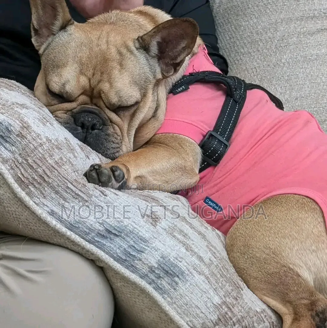 6-12 months Male Purebred French Bulldog