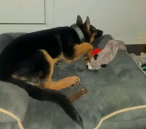 3-6 months Female Purebred German Shepherd