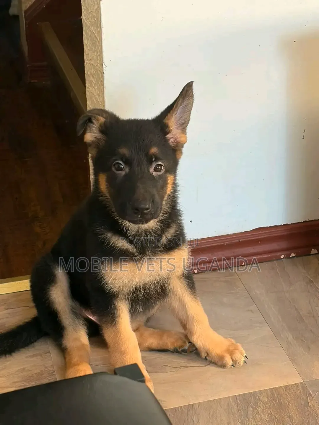 1-3 months Female Purebred German Shepherd