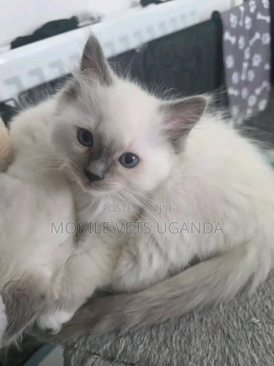 1-3 months Male Purebred Russian Blue