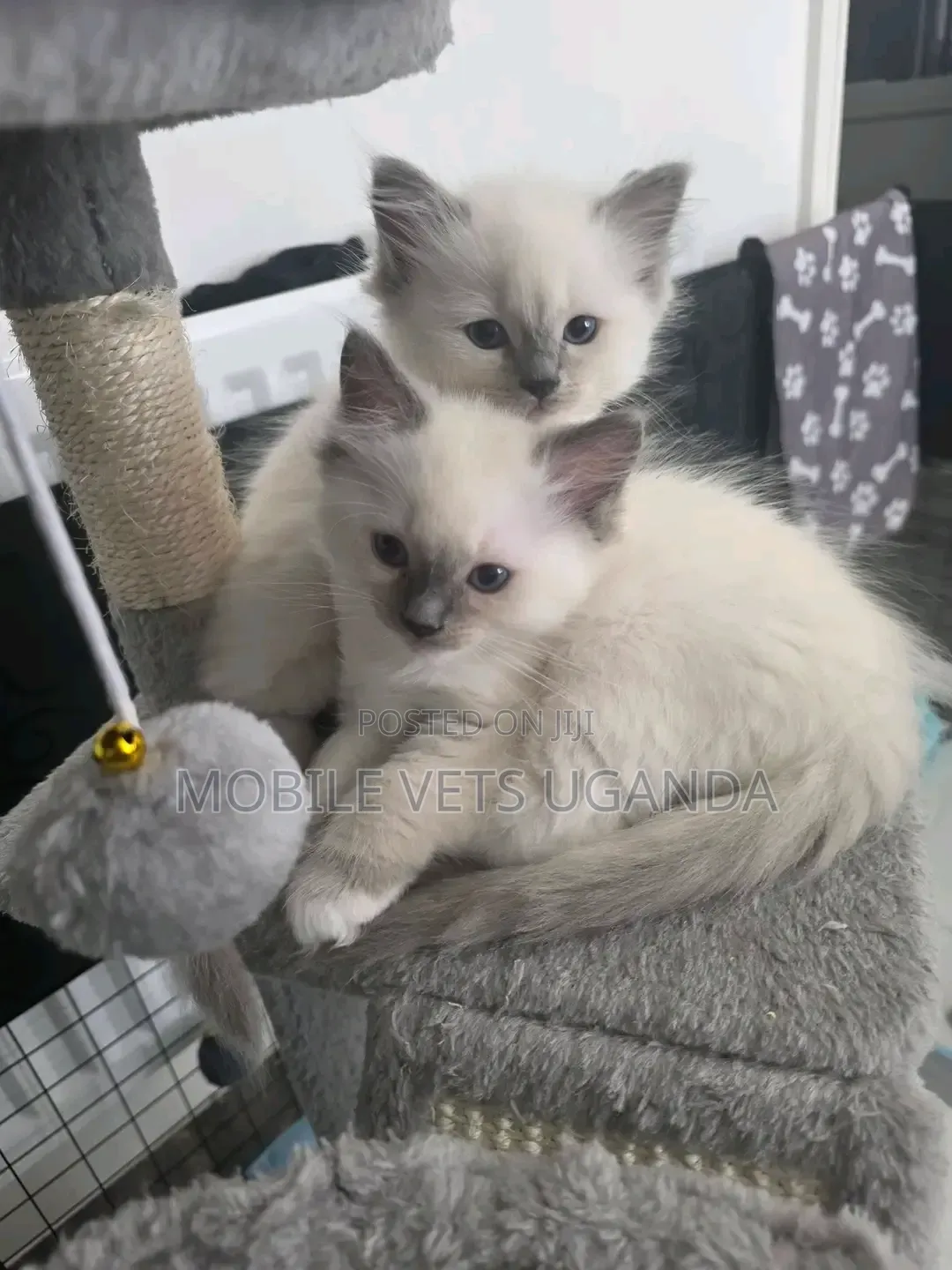 1-3 months Female Purebred Tabby