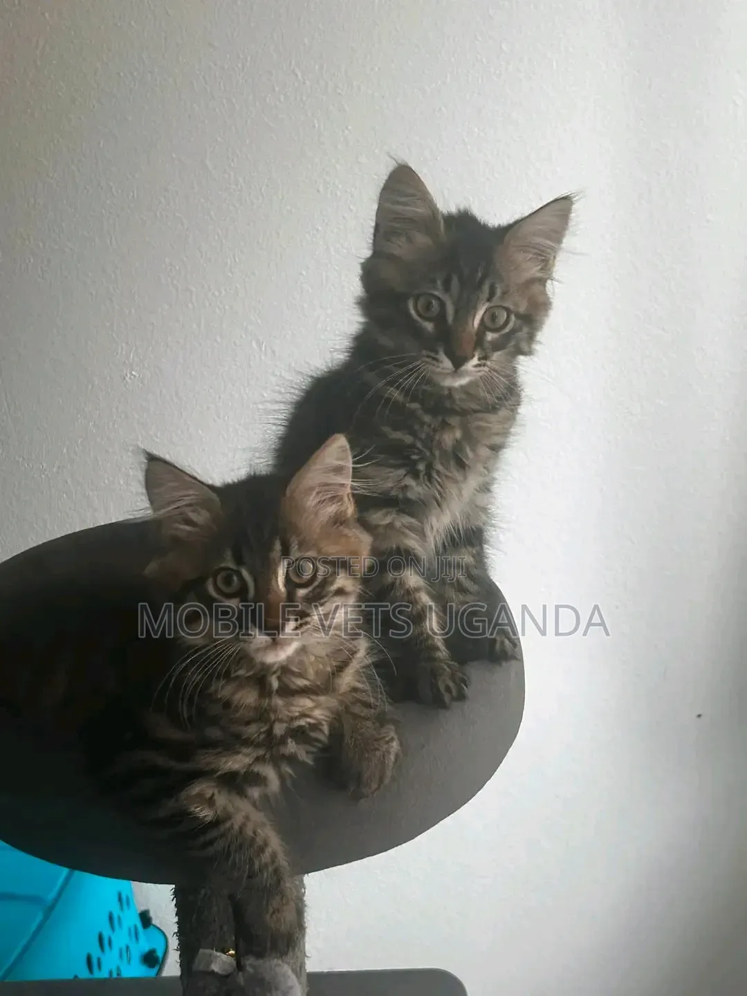 0-1 month Male Purebred Balinese