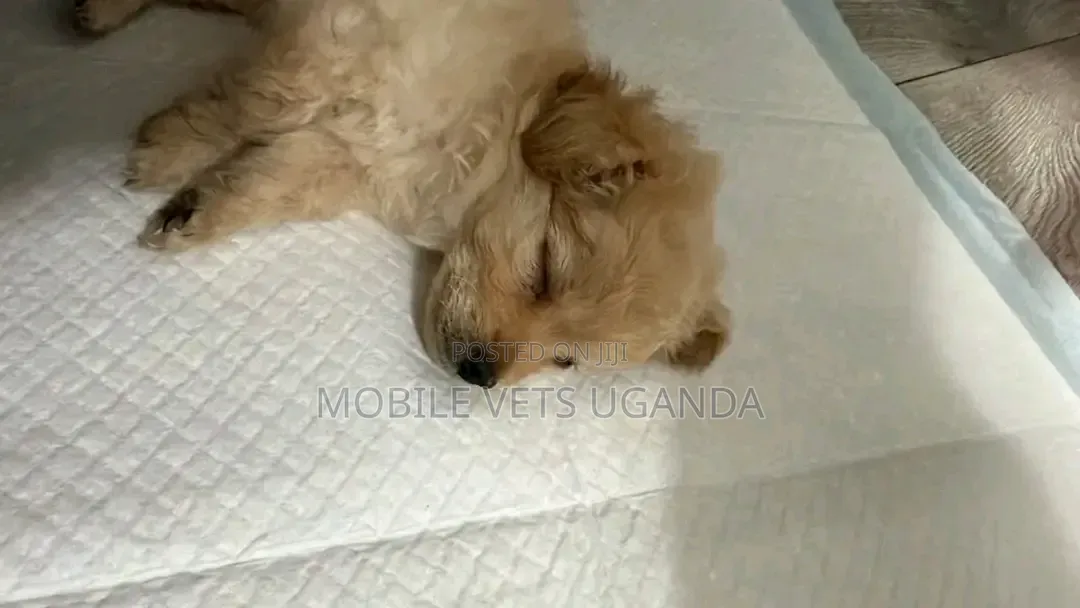 1-3 months Female Purebred Maltese