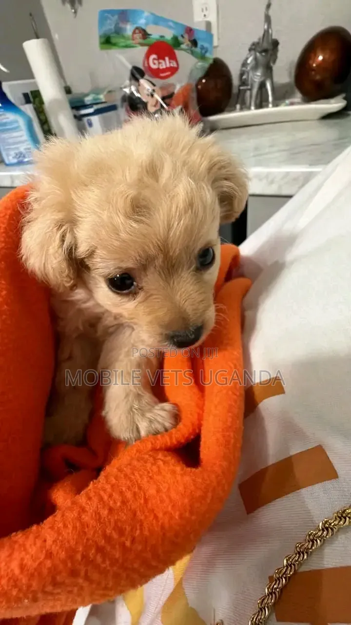 1-3 months Male Purebred Japanese Spitz