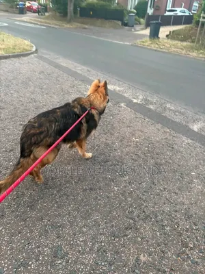1+ year Female Purebred German Shepherd