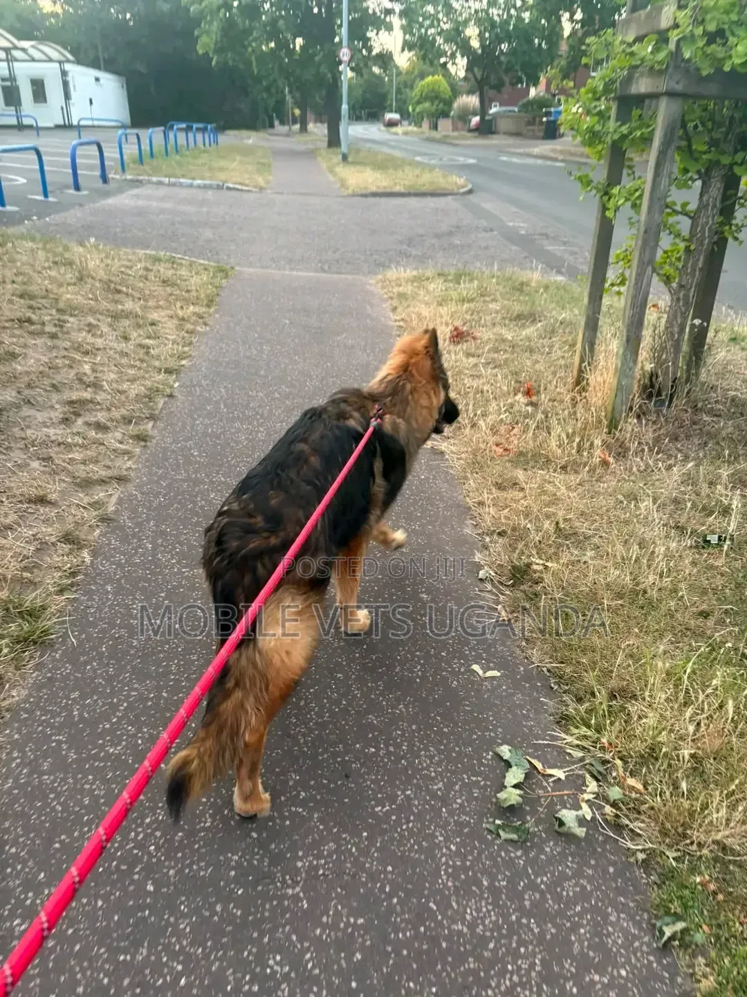 1-3 months Female Purebred German Shepherd