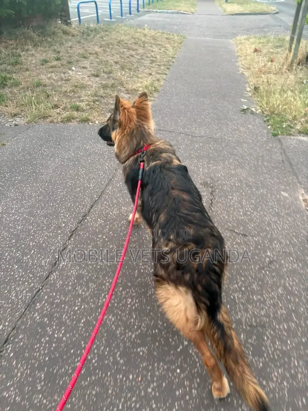 6-12 months Male Purebred German Shepherd