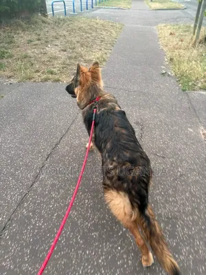 6-12 months Male Purebred German Shepherd