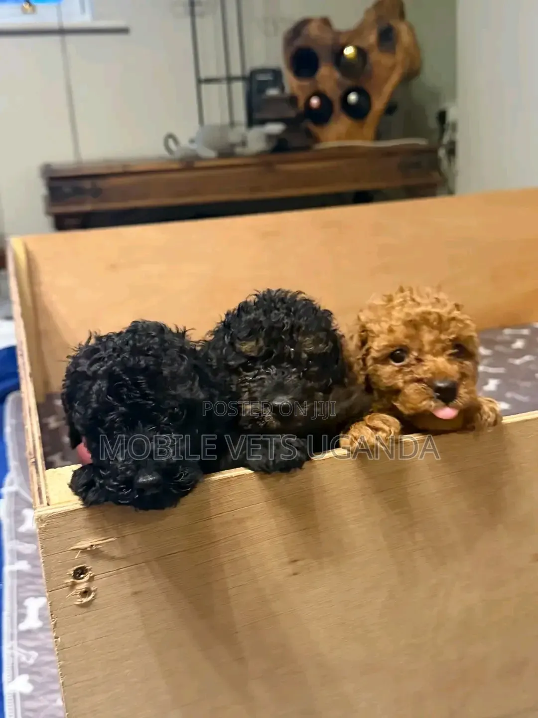 1-3 months Male Purebred Maltese