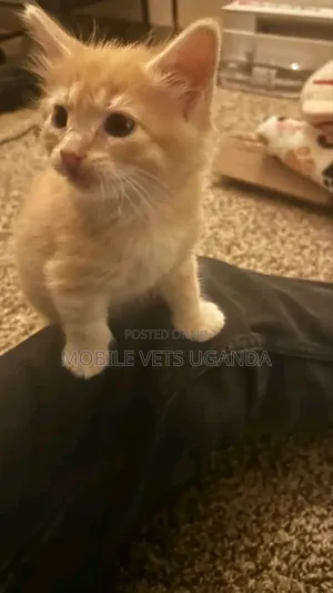1-3 months Male Purebred Exotic