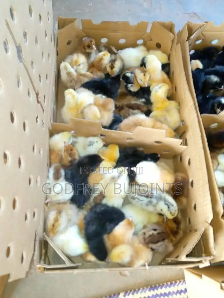 Chicks and Feeds
