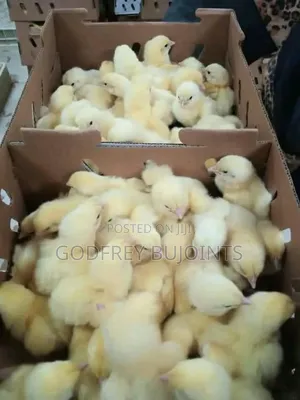 Chicks and Feeds