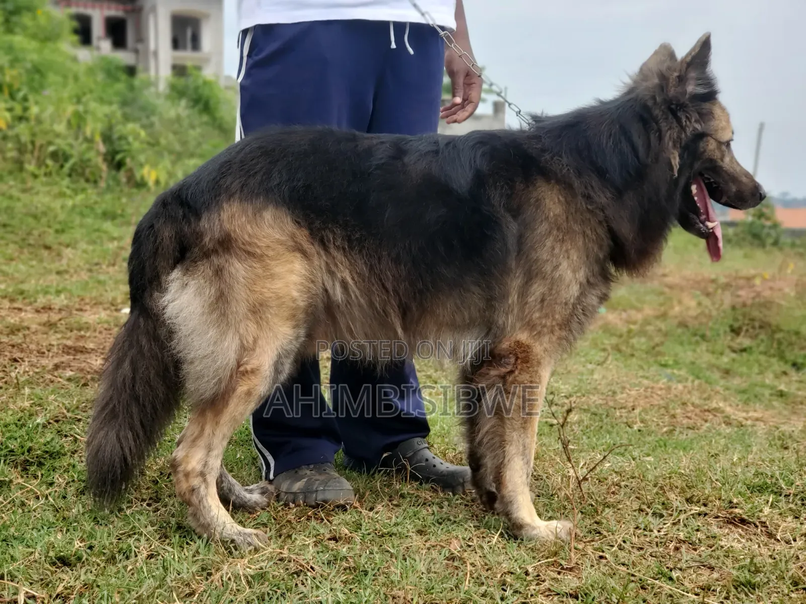 1+ year Male Purebred German Shepherd
