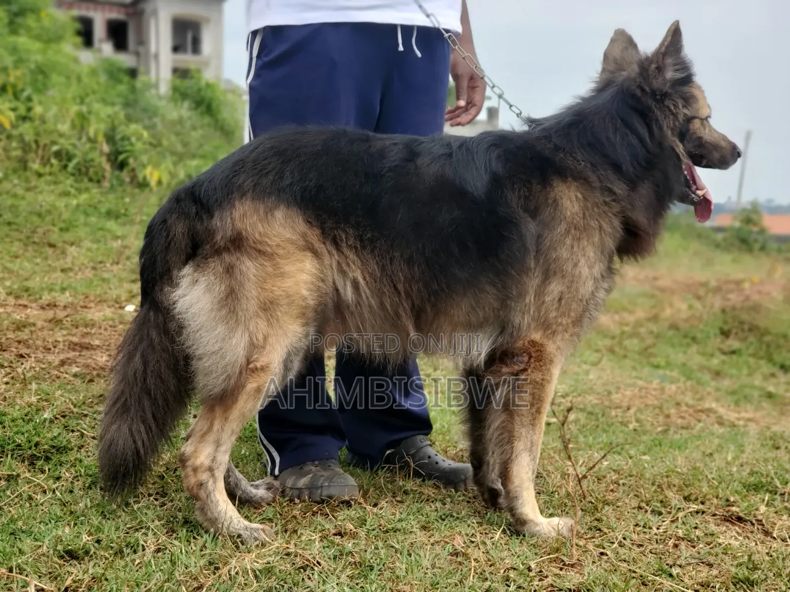 1+ year Male Purebred German Shepherd