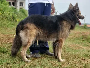 1+ year Male Purebred German Shepherd