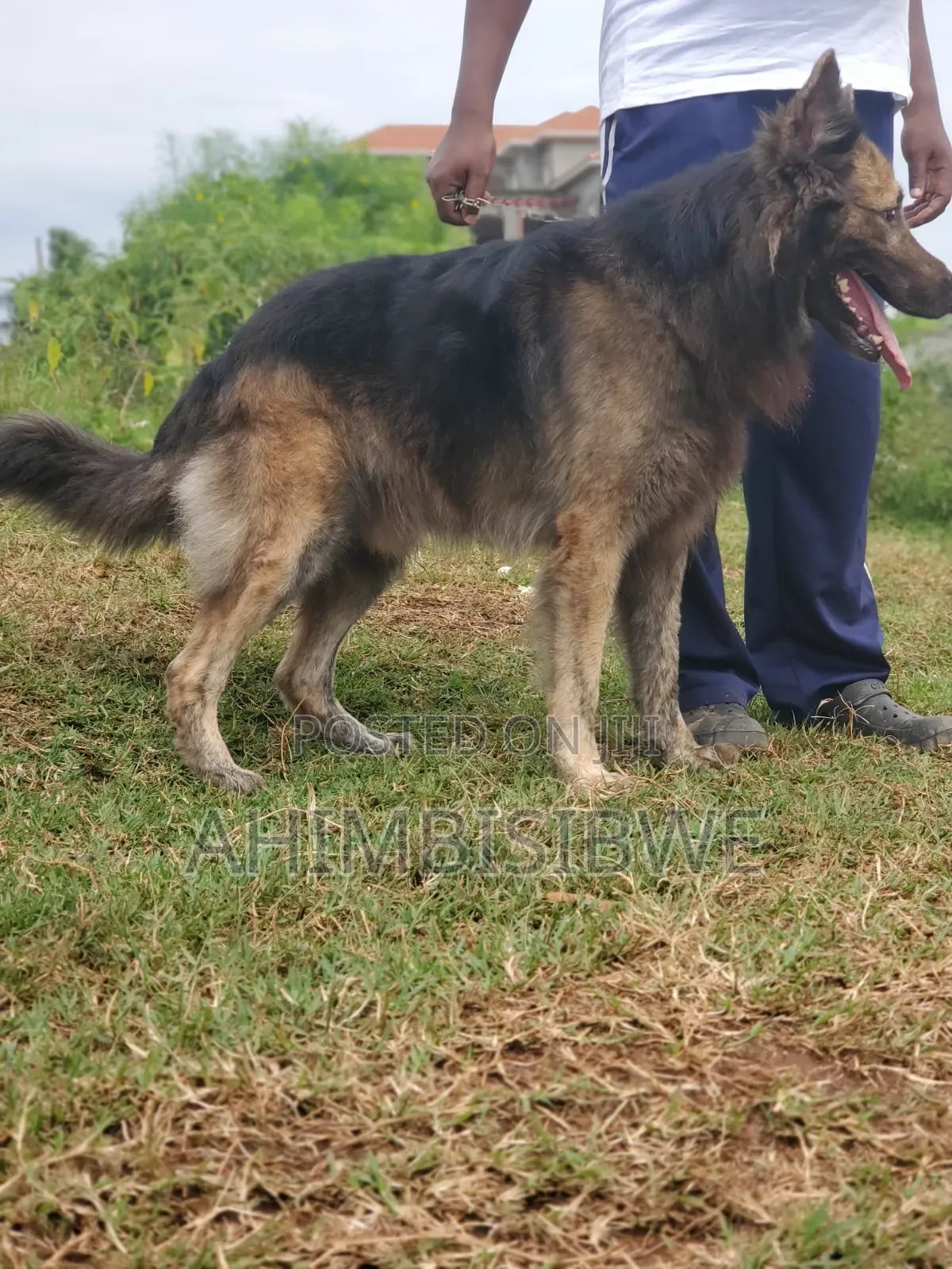 1+ year Male Purebred German Shepherd