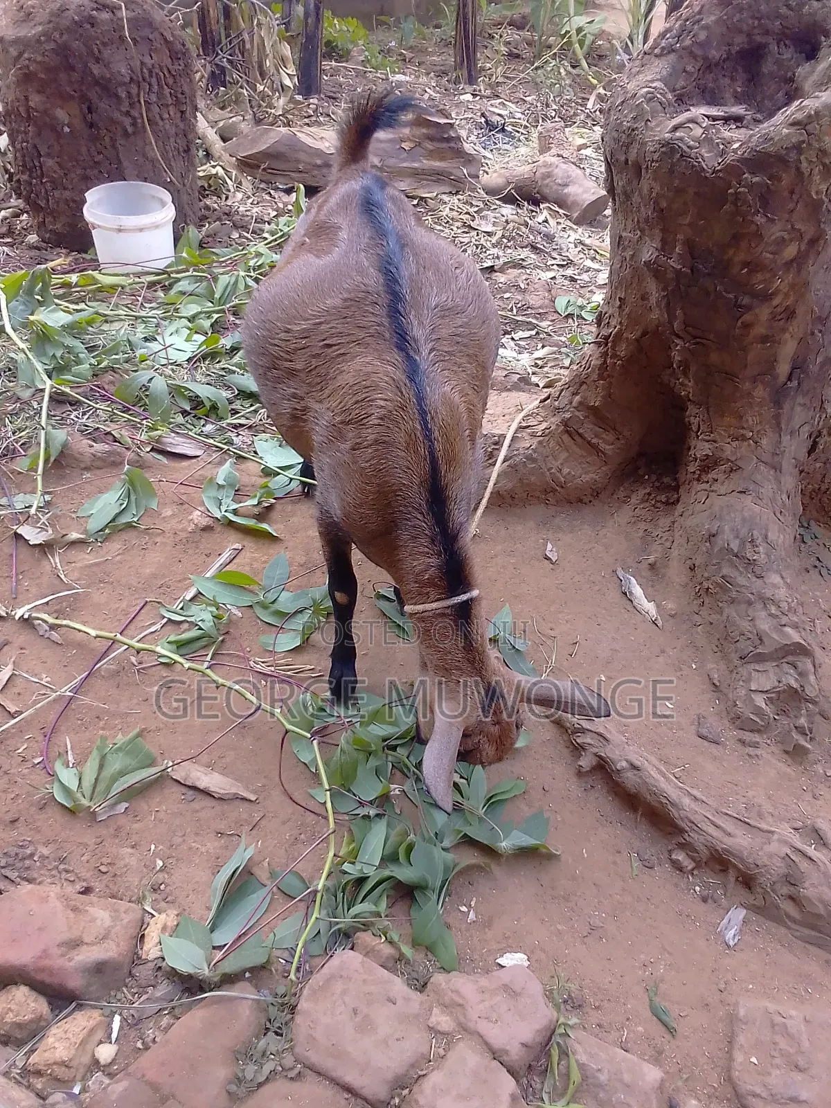 Pregnant Goat on Sell