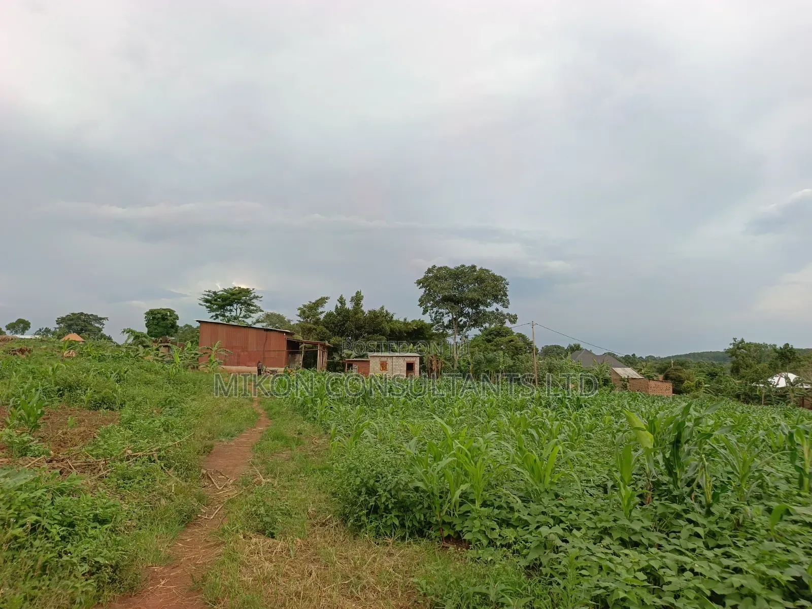 50 Y 100 FTS Plot in Matuga Gombe