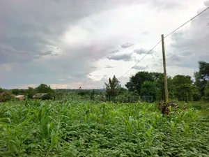 50 Y 100 FTS Plot in Matuga Gombe