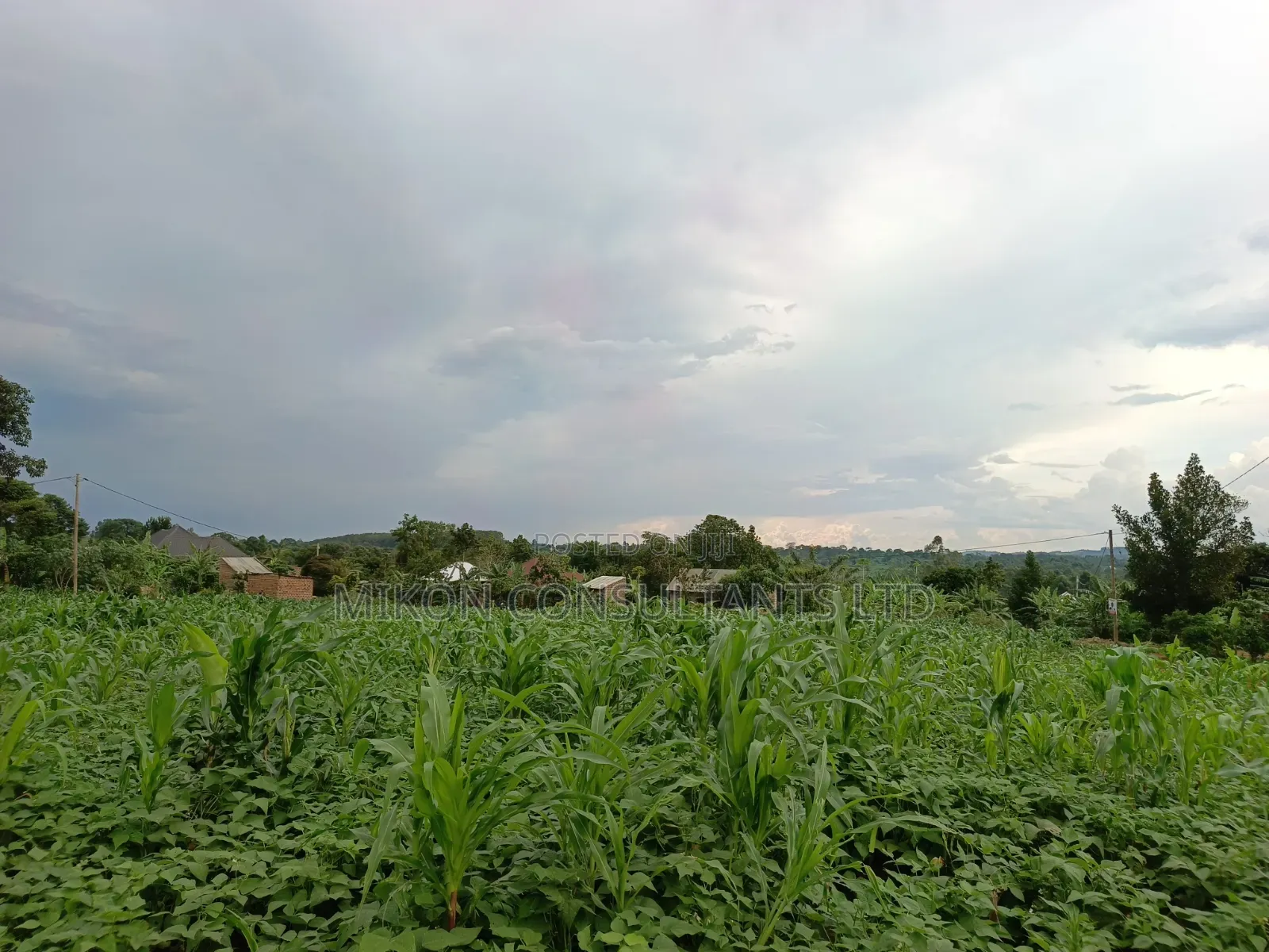 50 Y 100 FTS Plot in Matuga Gombe