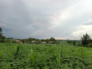 50 Y 100 FTS Plot in Matuga Gombe