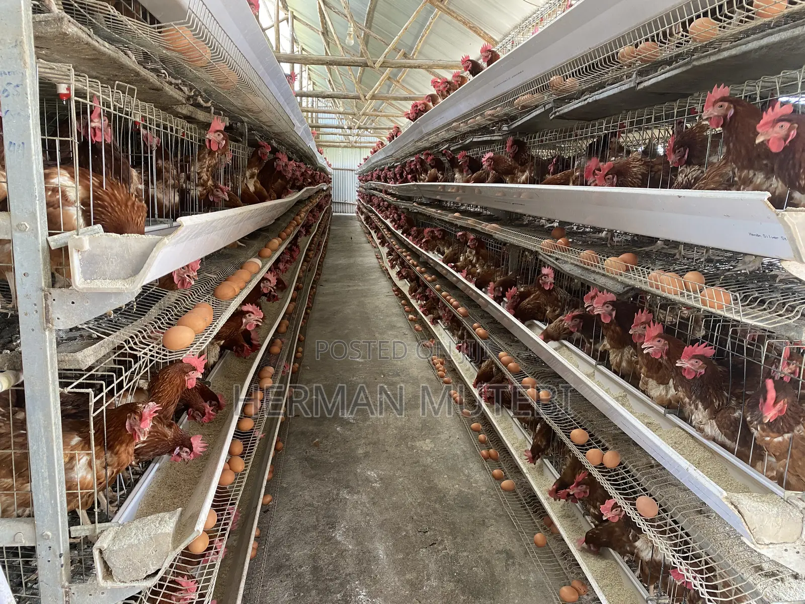Imported Poultry Cages