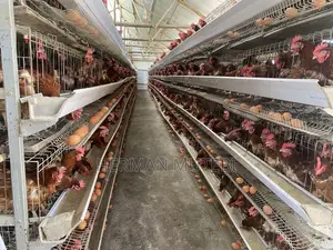 Imported Poultry Cages