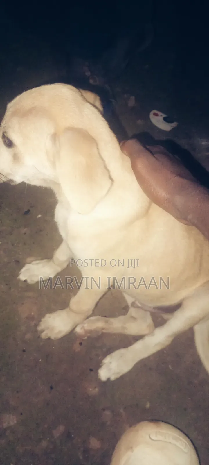 1-3 months Male Mixed Breed Boerboel