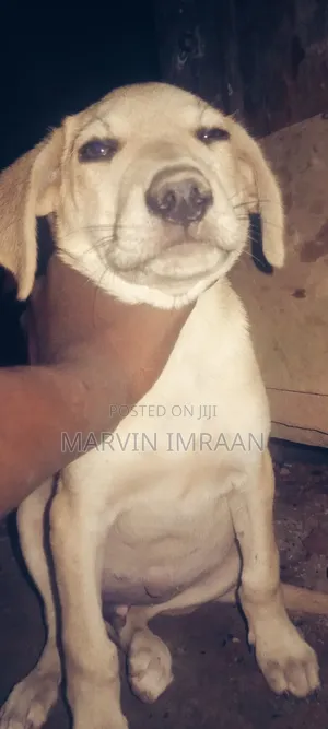 1-3 months Male Mixed Breed Boerboel