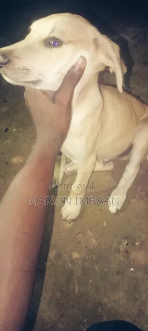 1-3 months Male Mixed Breed Boerboel