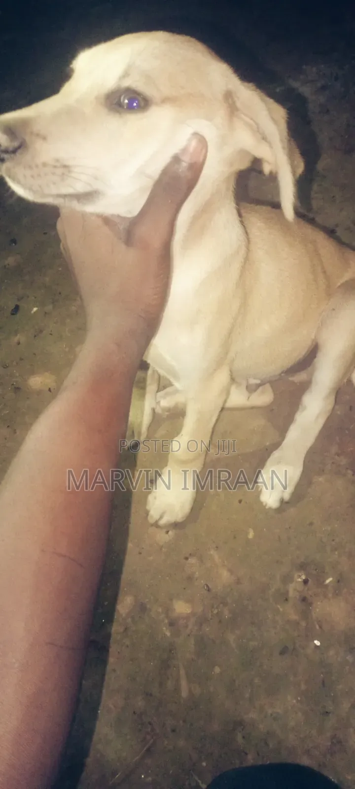 1-3 months Male Mixed Breed Boerboel