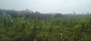 25ft By50ft, Mbarara City