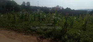 25ft By50ft, Mbarara City
