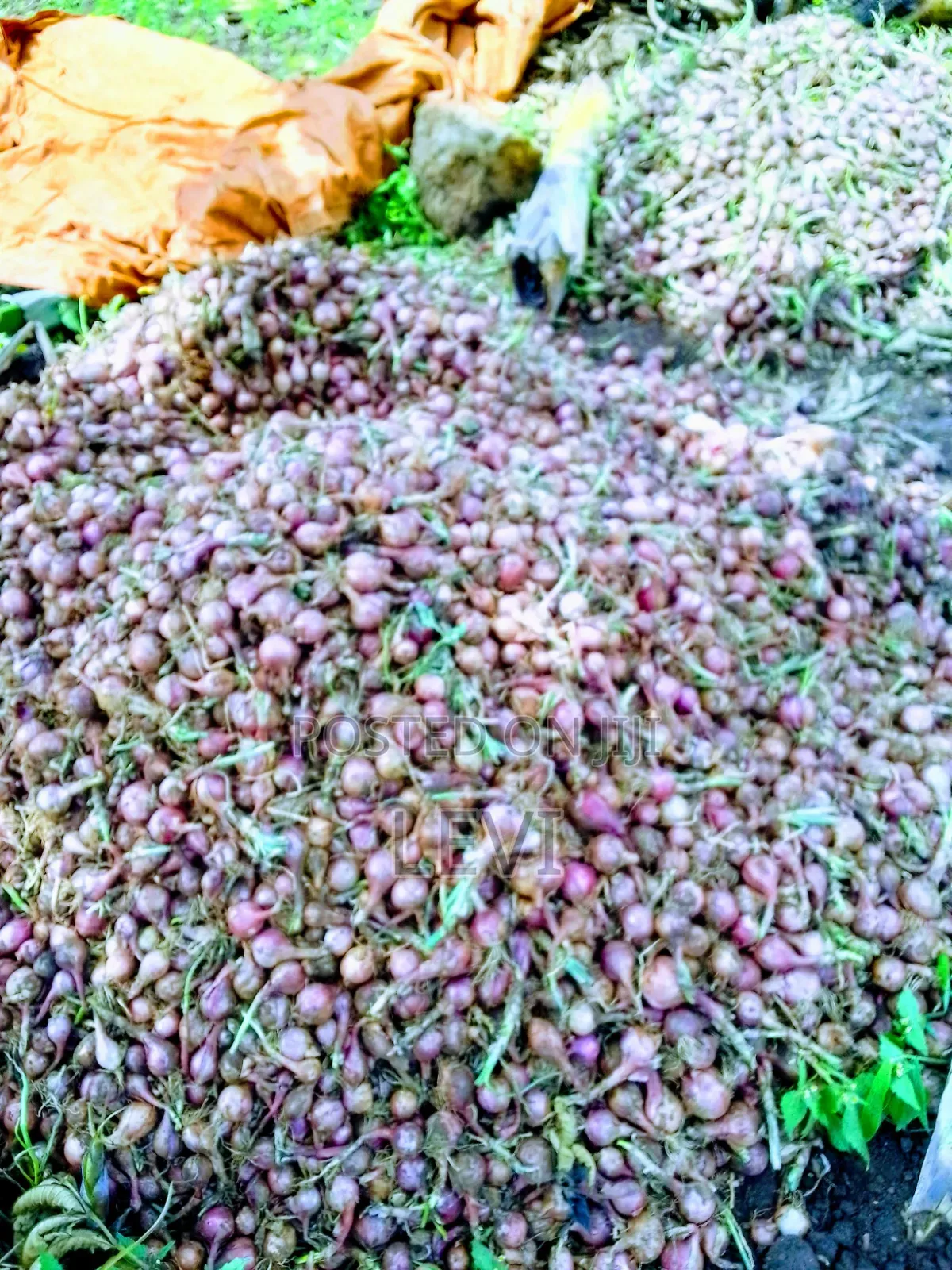 Levi Wolvy Ug Ltd - Direct Farmer-buyer Connections