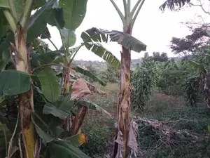 Land for Sale – Mawala, Semuto Road
