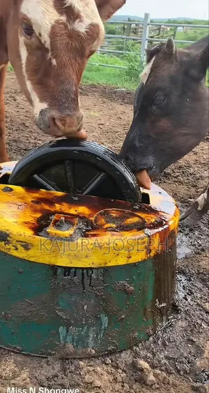 Molasses Sukali Gulu