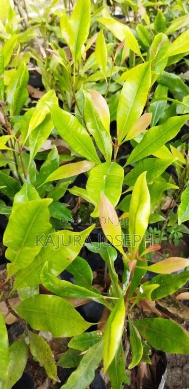 Clove Seedlings