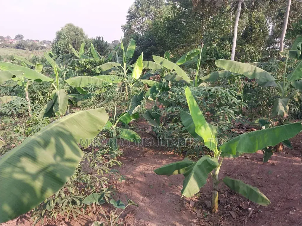 50 by 100 FTS Plot in Matuga Kavule With a Title.
