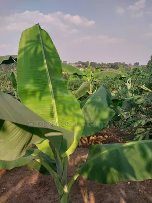 50 by 100 FTS Plot in Matuga Kavule With a Title.