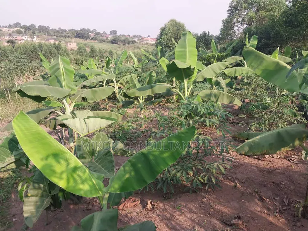 50 by 100 FTS Plot in Matuga Kavule With a Title.