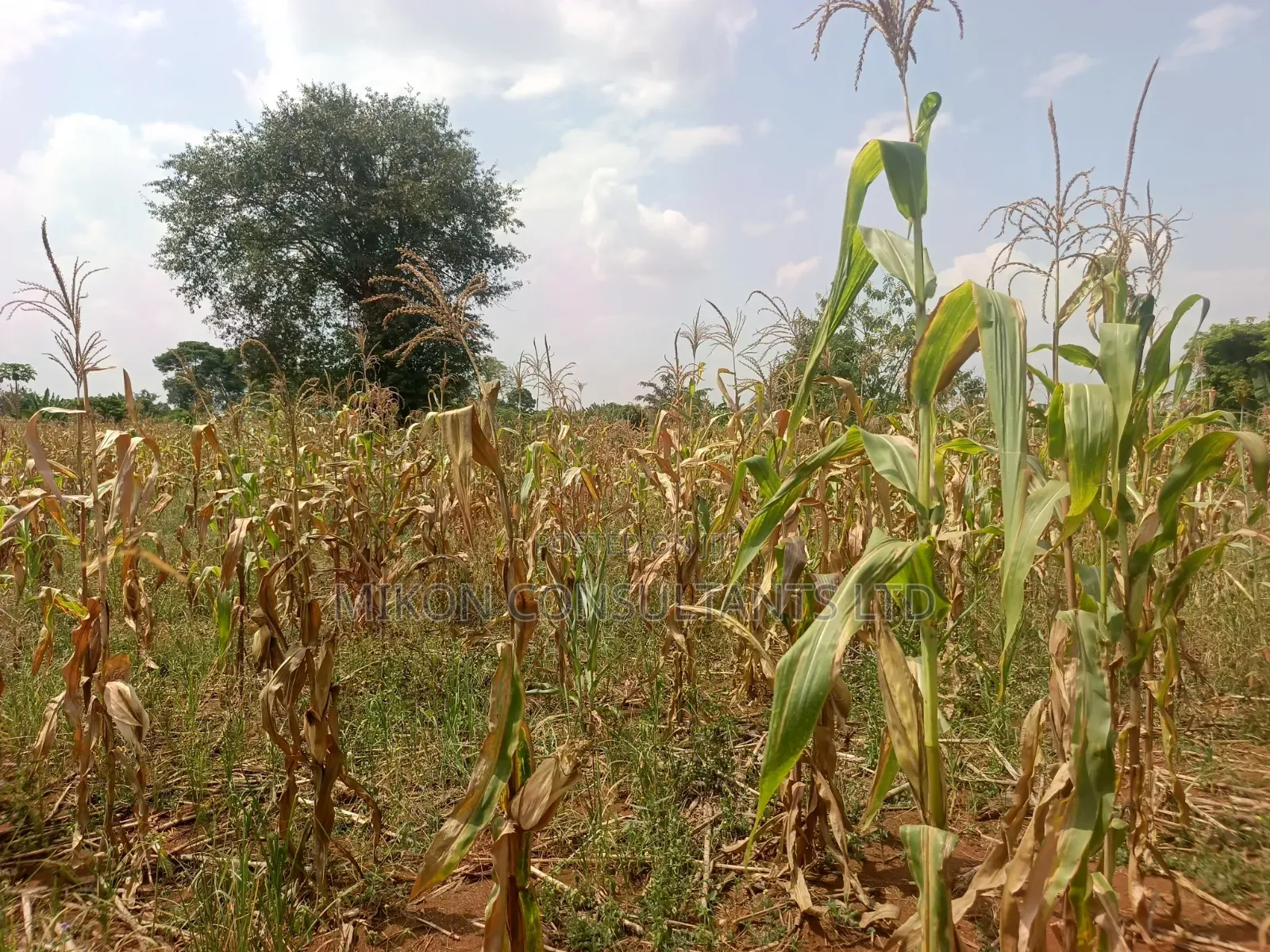 15 Acres in Kamira, Luwero District With a Title at Only 10m Per.