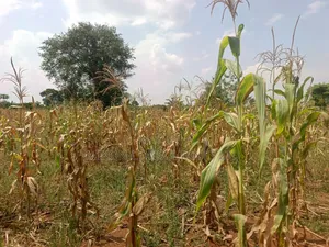 15 Acres in Kamira, Luwero District With a Title at Only 10m Per.