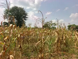 15 Acres in Kamira, Luwero District With a Title at Only 10m Per.