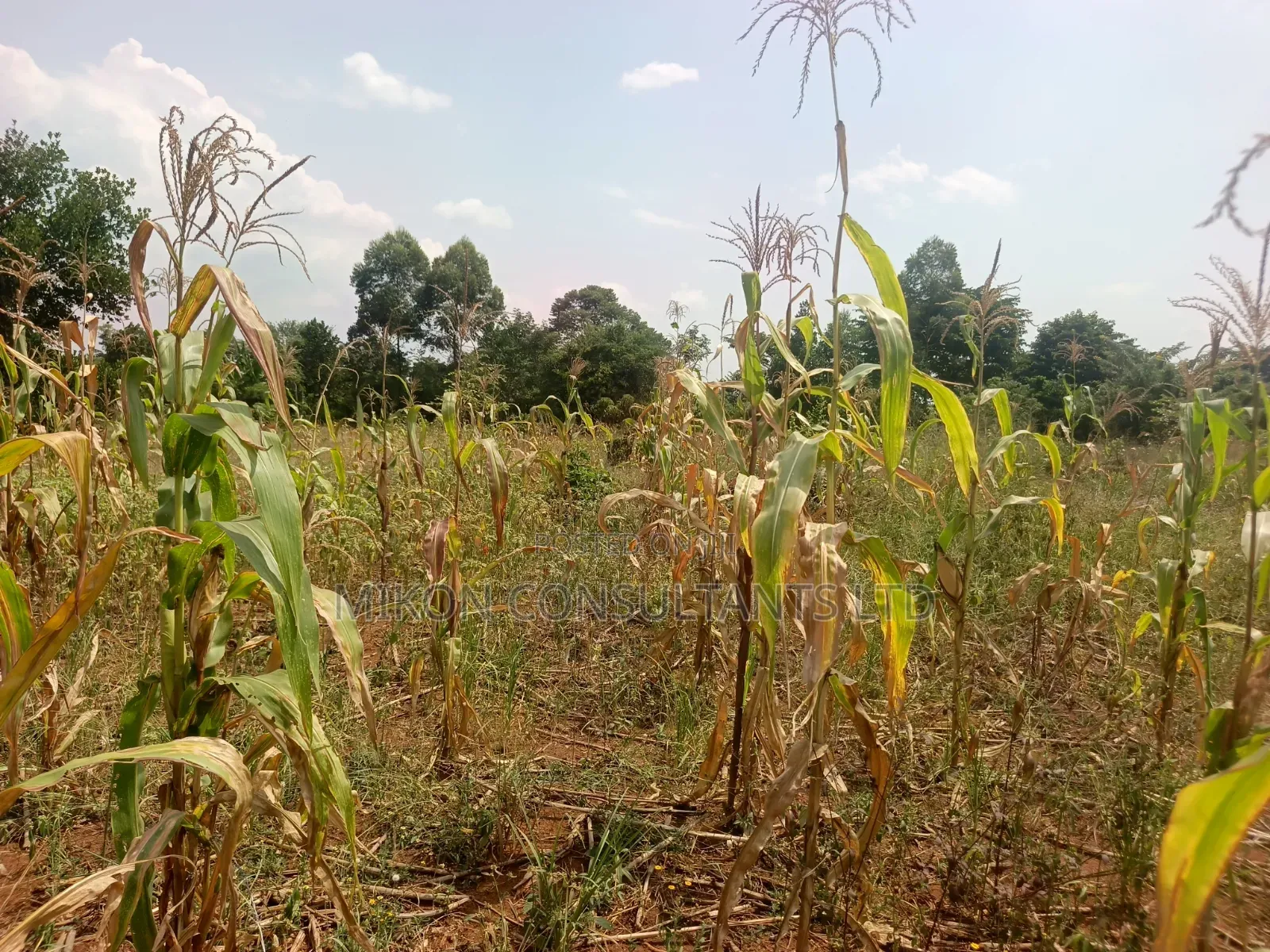 15 Acres in Kamira, Luwero District With a Title at Only 10m Per.